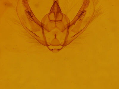 genitalia view of adult Hypomecis umbrosaria