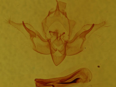 genitalia view of adult Pseudobryomima fallax