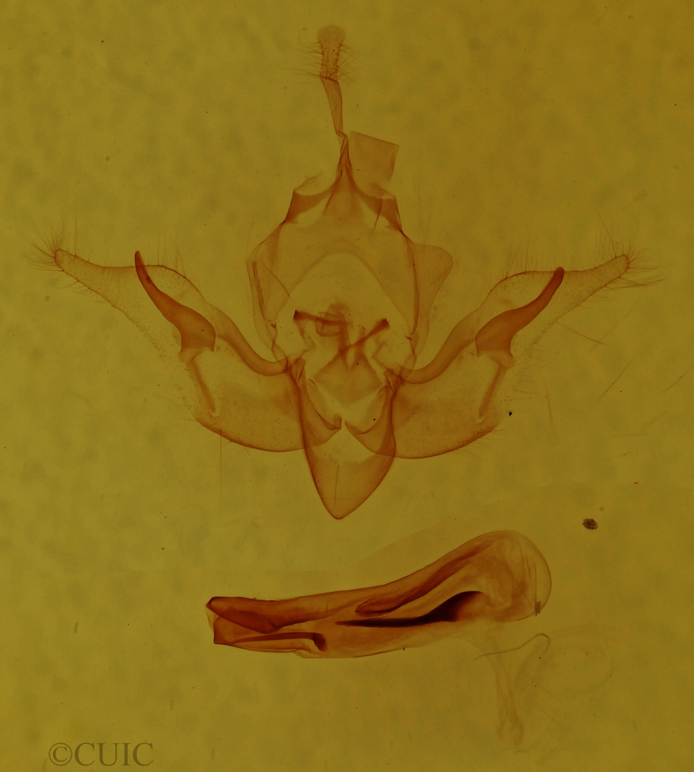 genitalia view of adult Pseudobryomima fallax