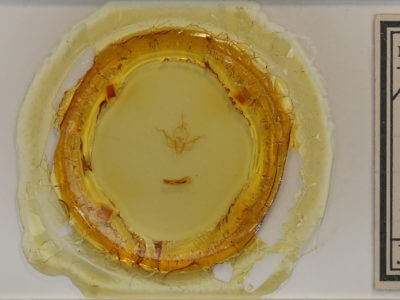 slide view of adult Pseudobryomima fallax