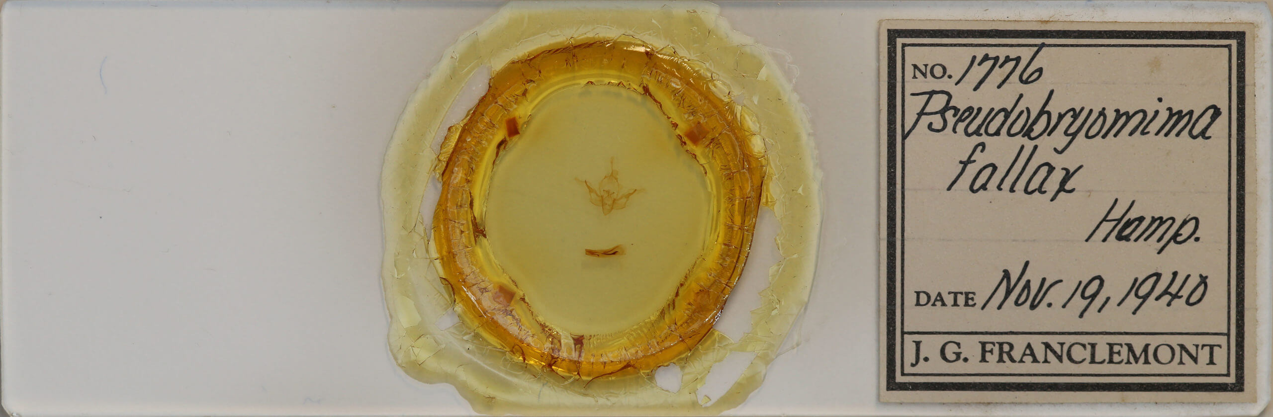 slide view of adult Pseudobryomima fallax