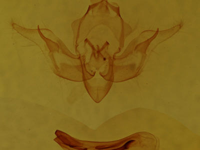 genitalia view of adult Pseudobryomima fallax