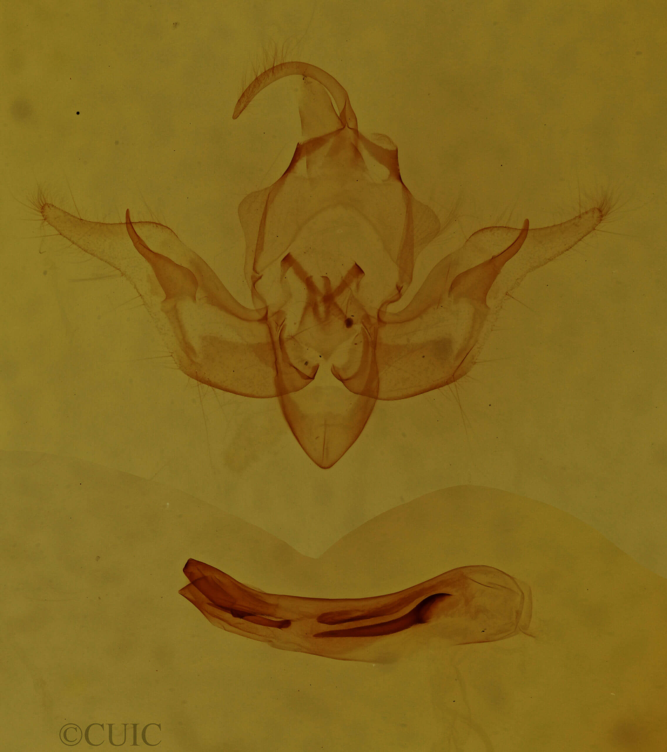 genitalia view of adult Pseudobryomima fallax