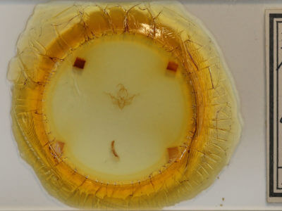 slide view of adult Pseudobryomima fallax