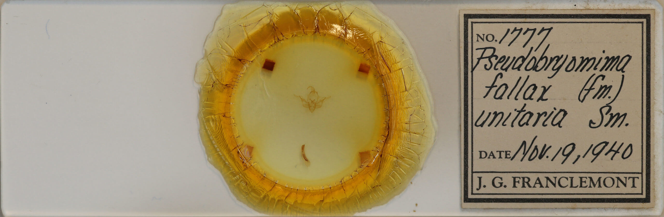 slide view of adult Pseudobryomima fallax