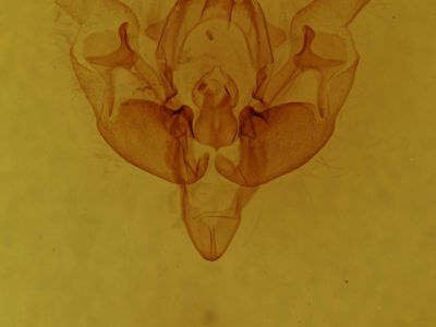 genitalia view of adult Pseudobryomima