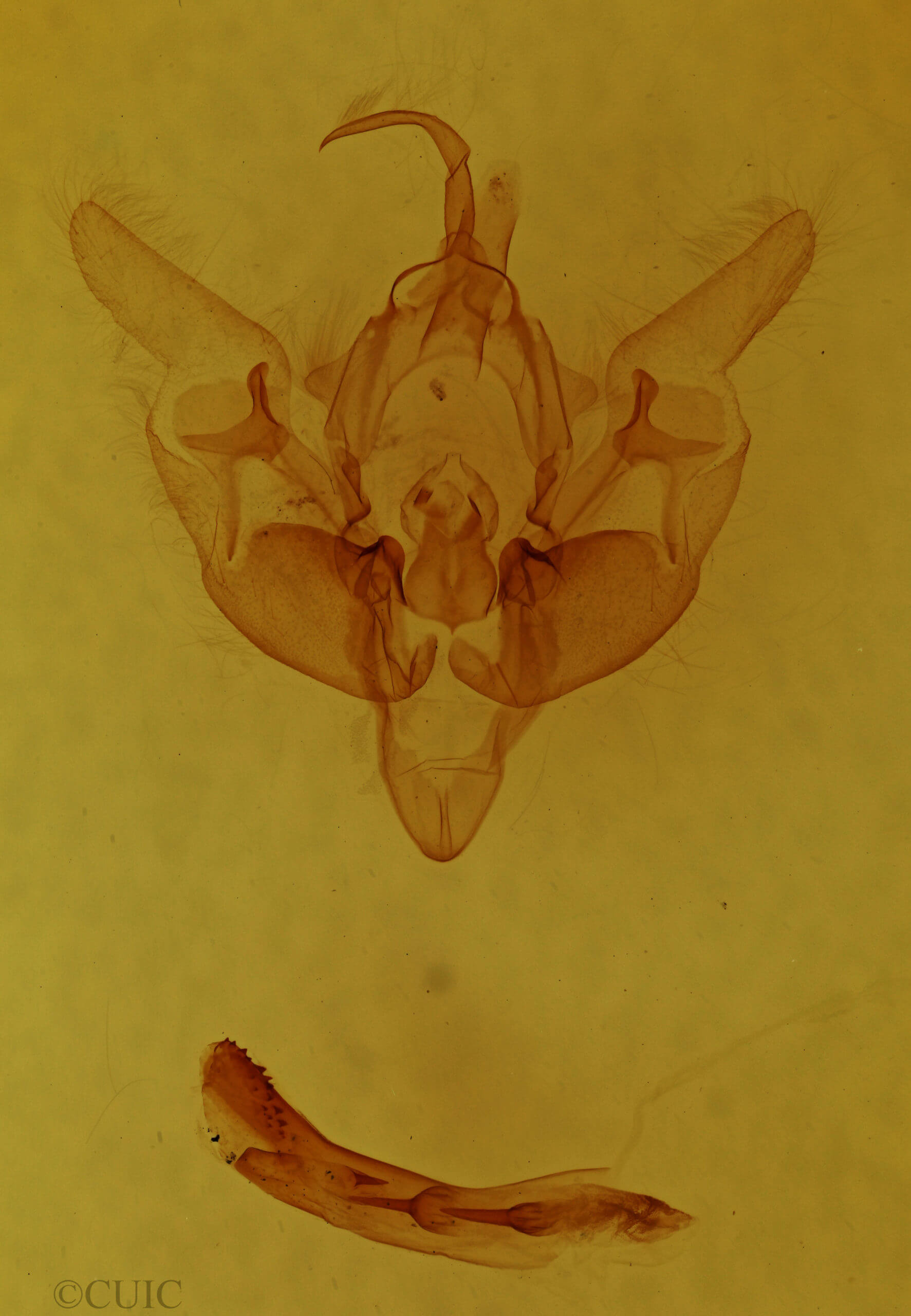 genitalia view of adult Pseudobryomima