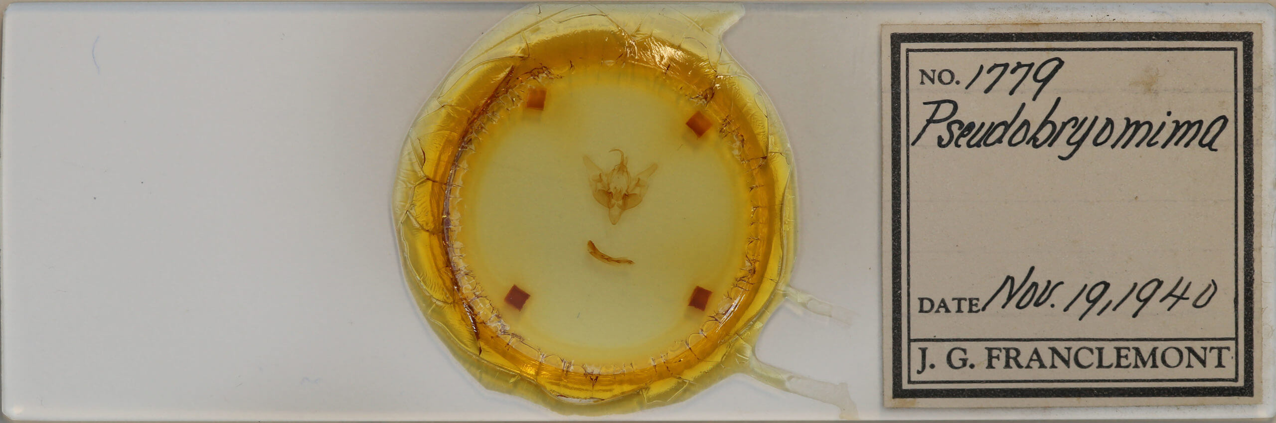 slide view of adult Pseudobryomima