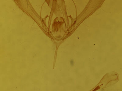 genitalia view of adult Chrysodeixis includens
