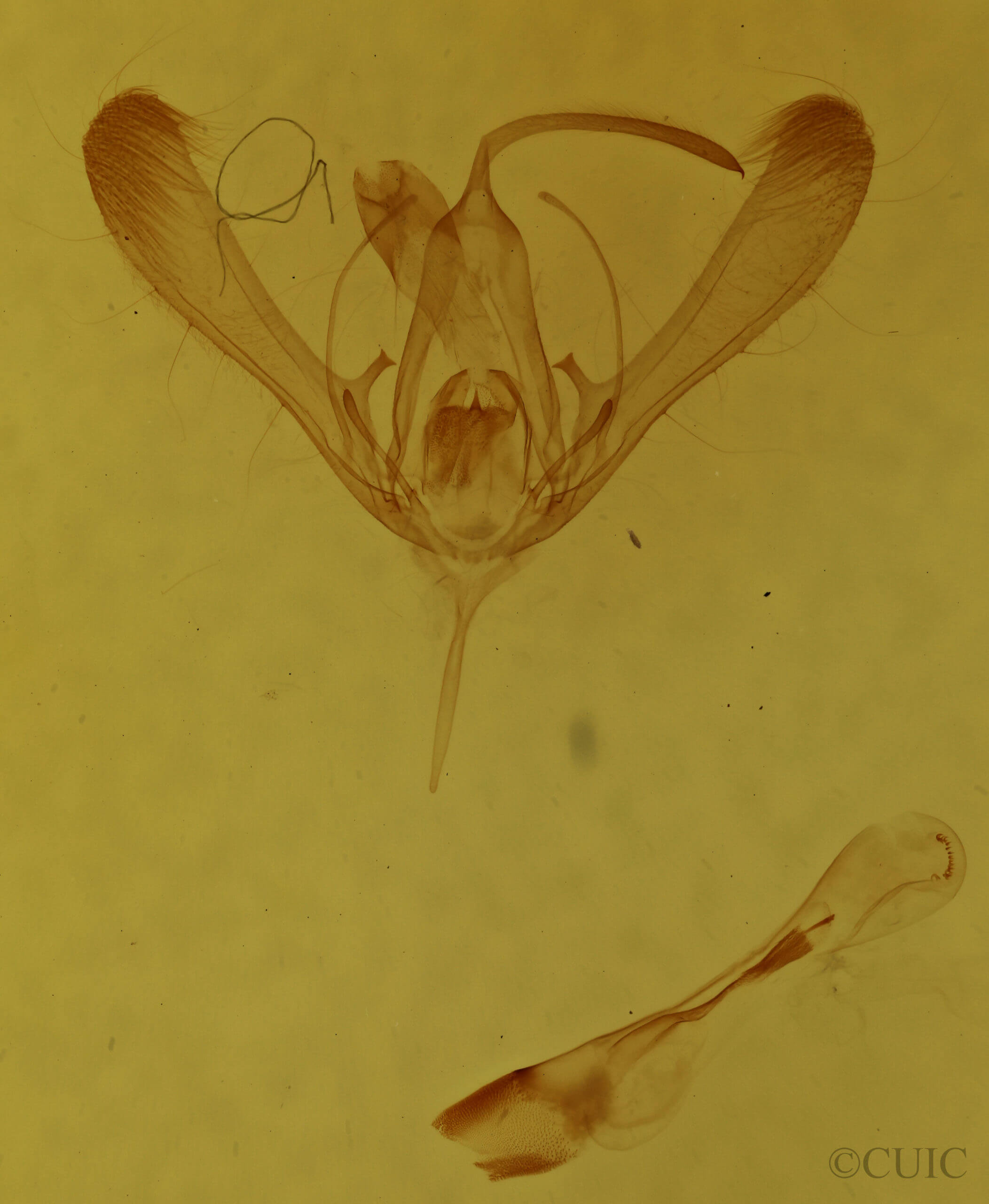 genitalia view of adult Chrysodeixis includens