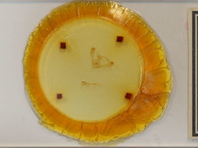 slide view of adult Chrysodeixis includens