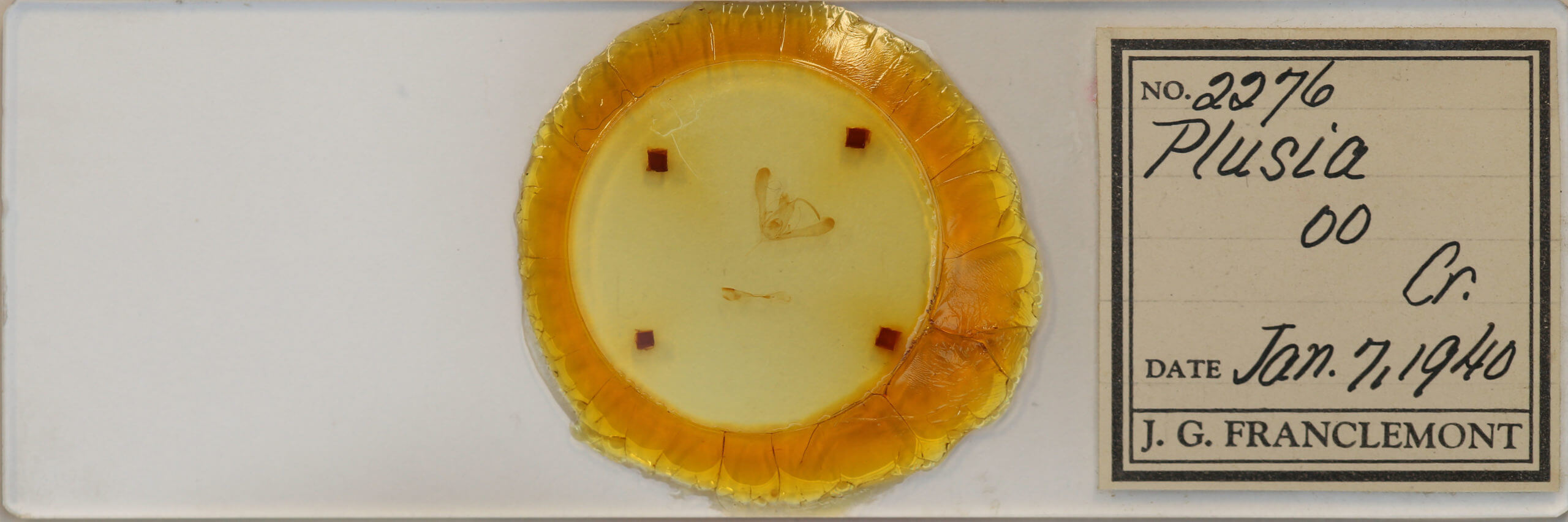 slide view of adult Chrysodeixis includens