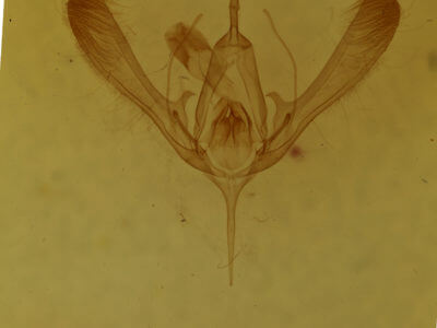 genitalia view of adult Chrysodeixis includens