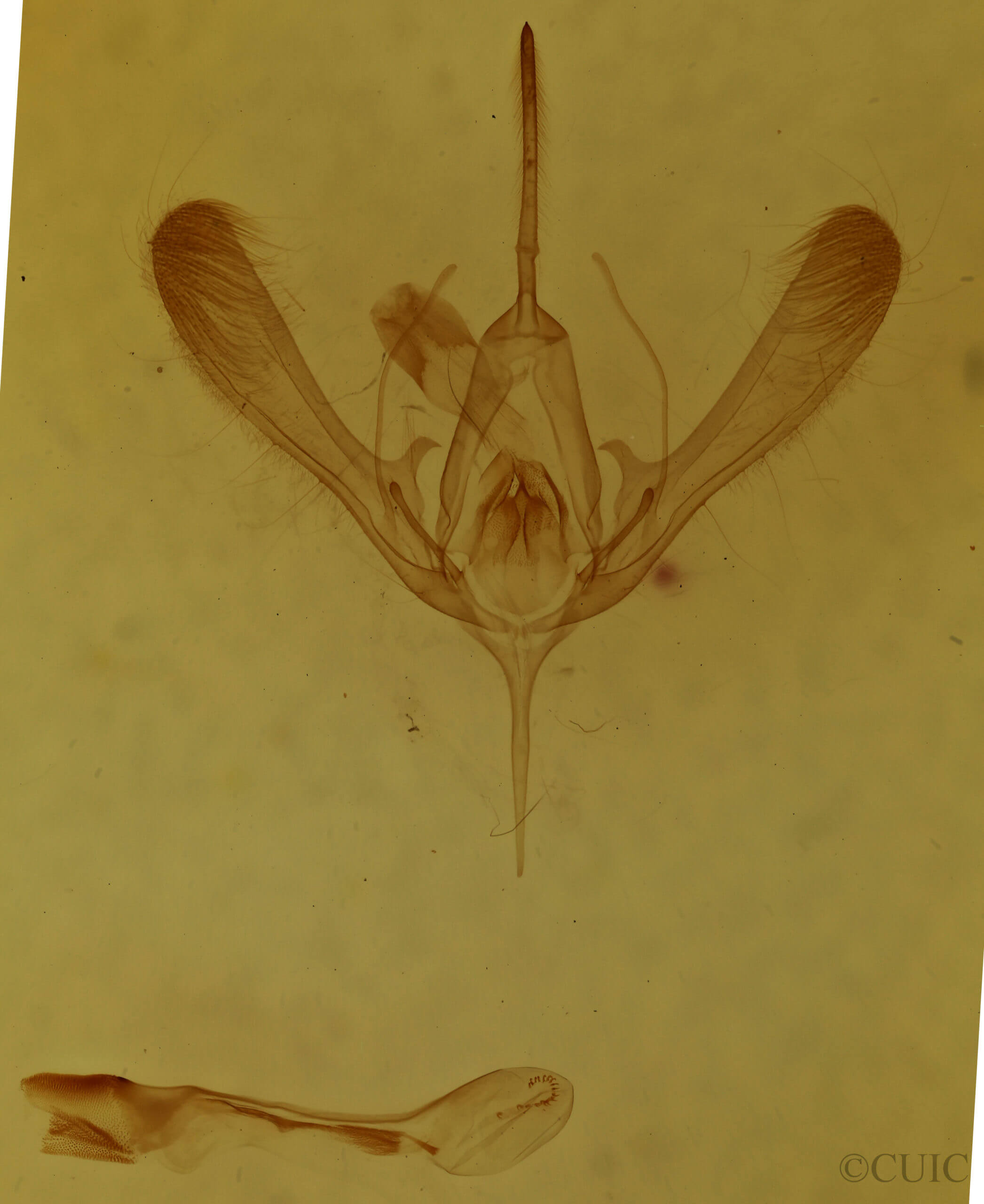 genitalia view of adult Chrysodeixis includens
