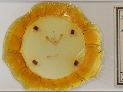 slide view of adult Chrysodeixis includens