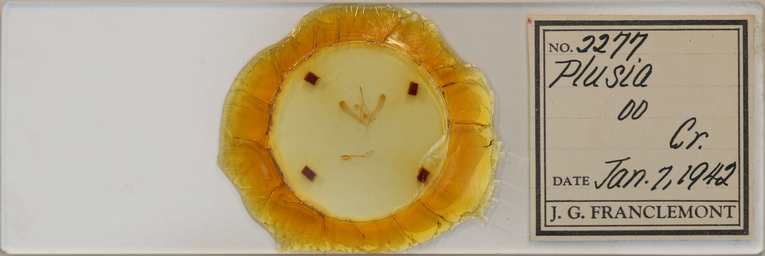 slide view of adult Chrysodeixis includens