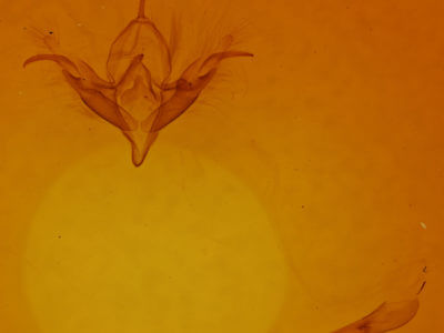 genitalia view of adult Ptichodis bistrigata