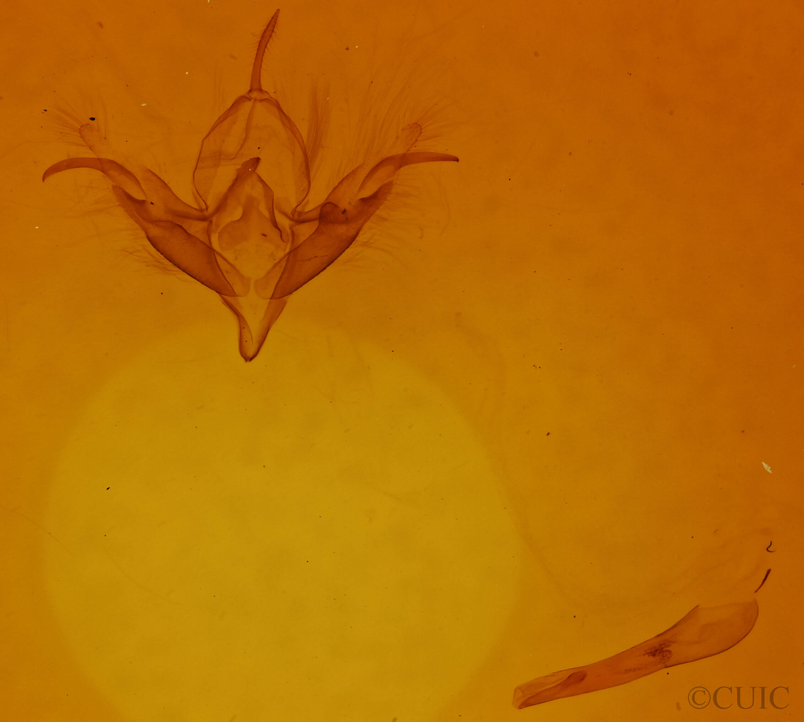 genitalia view of adult Ptichodis bistrigata