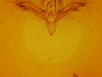 genitalia view of adult Ptichodis herbarum