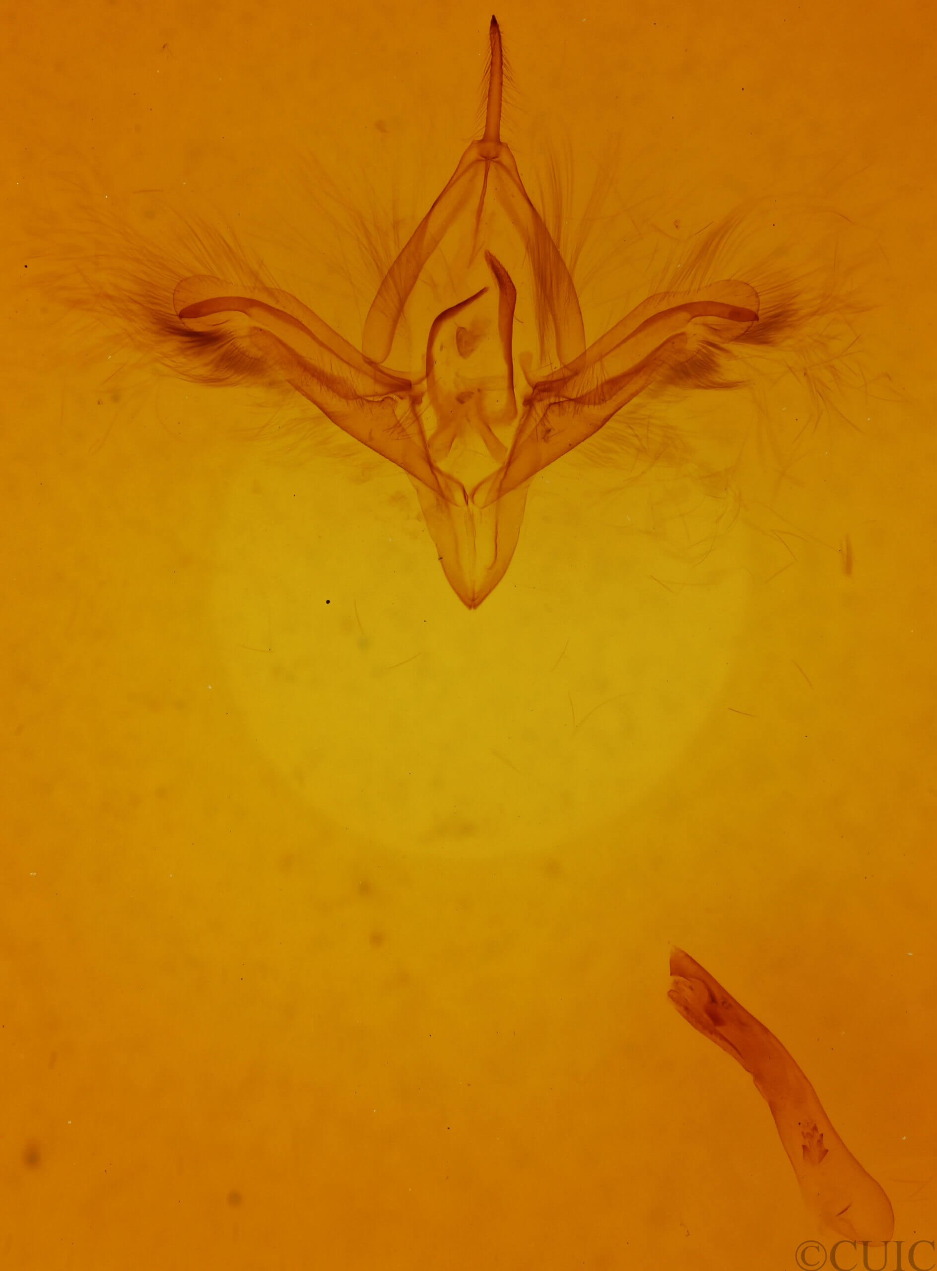 genitalia view of adult Ptichodis herbarum