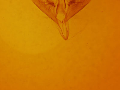 genitalia view of adult Ptichodis herbarum