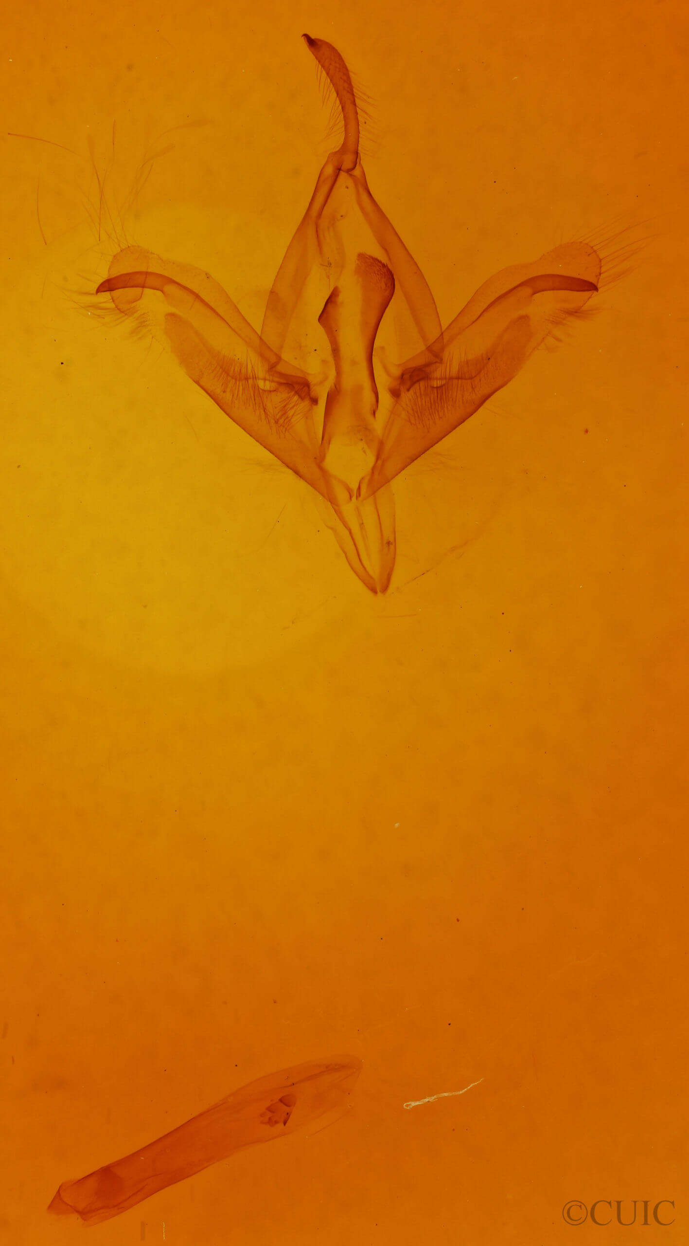 genitalia view of adult Ptichodis herbarum