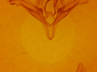 genitalia view of adult Ptichodis herbarum