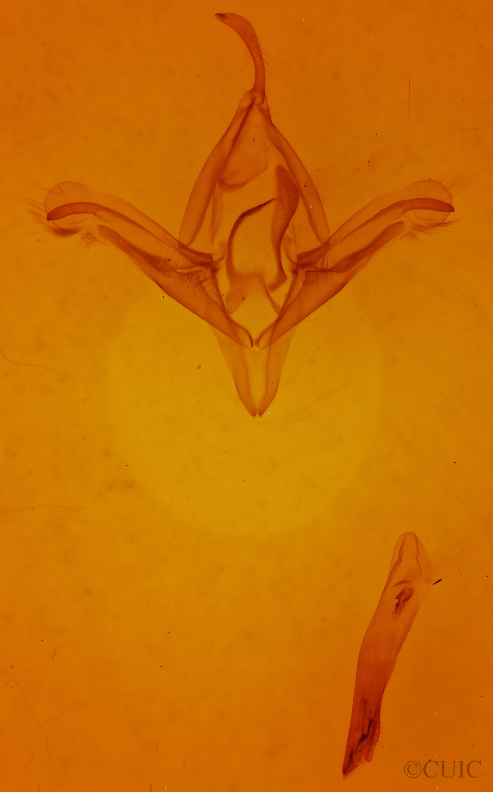 genitalia view of adult Ptichodis herbarum