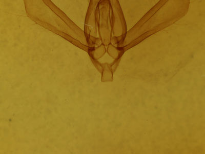 genitalia view of adult Rachiplusia ou