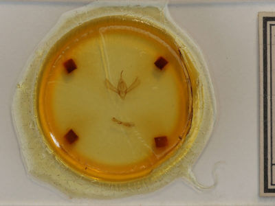 slide view of adult Rachiplusia ou