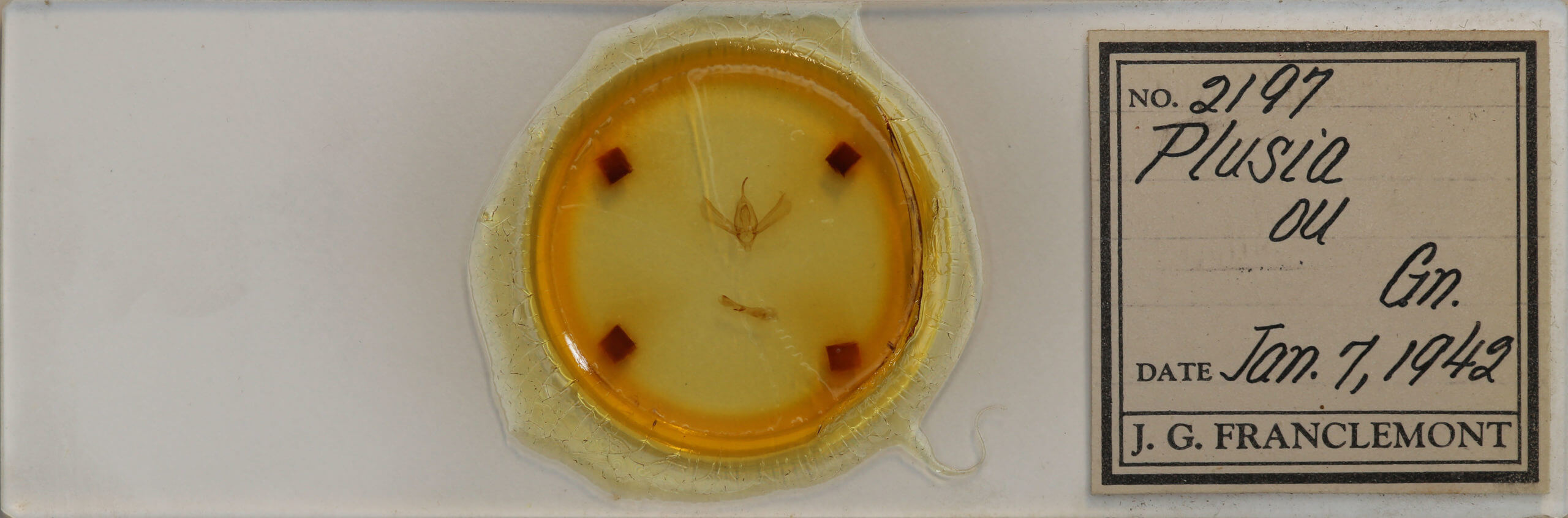 slide view of adult Rachiplusia ou