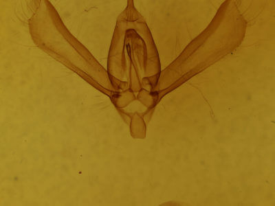 genitalia view of adult Rachiplusia ou
