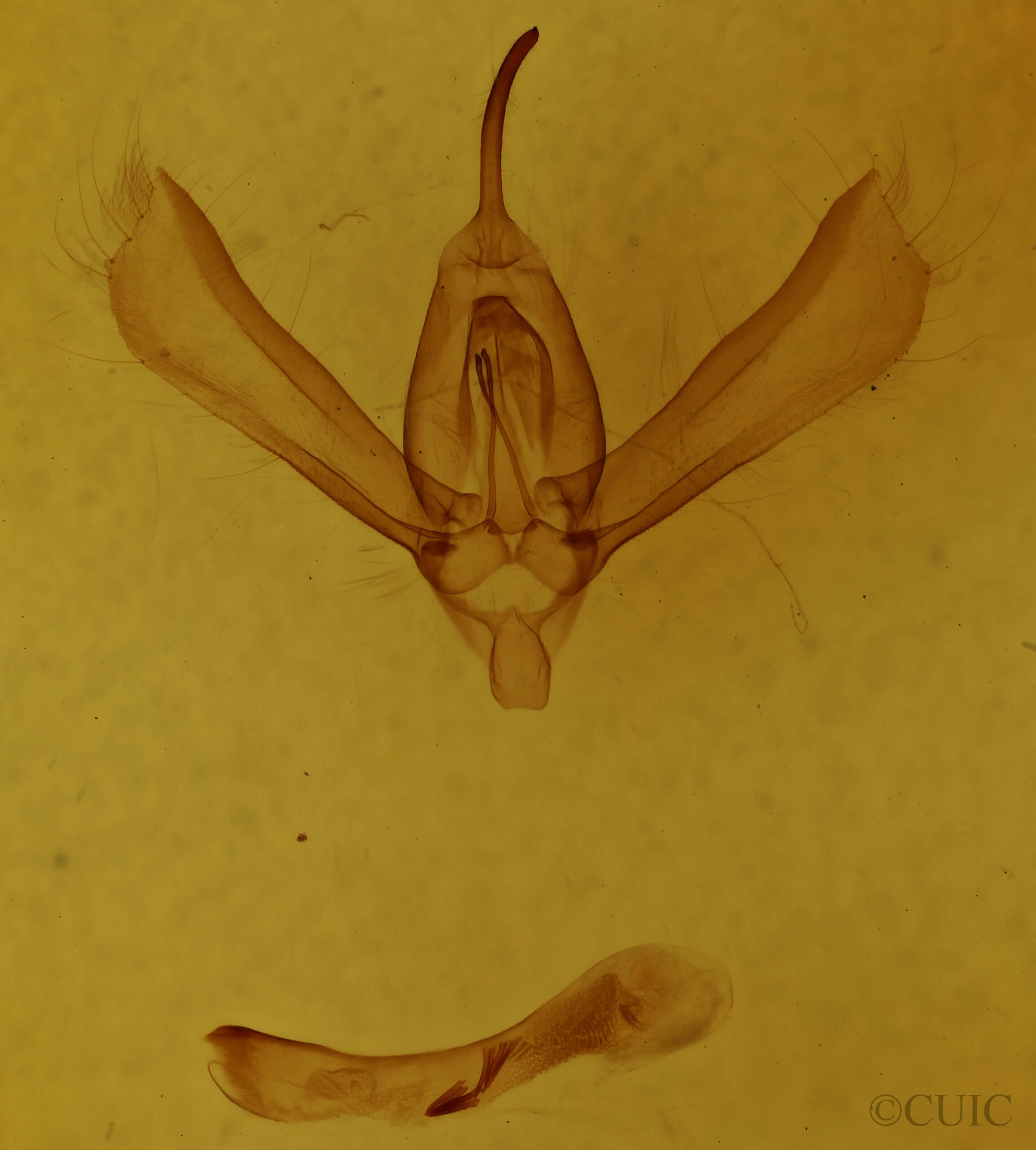 genitalia view of adult Rachiplusia ou