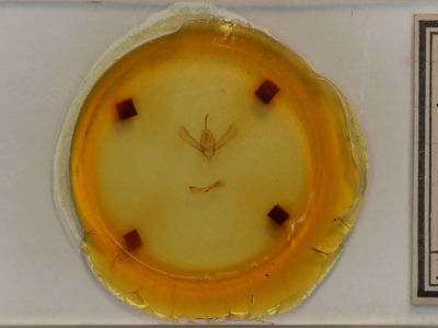 slide view of adult Rachiplusia ou