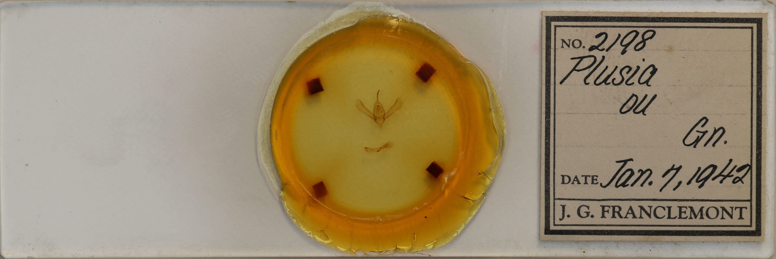 slide view of adult Rachiplusia ou