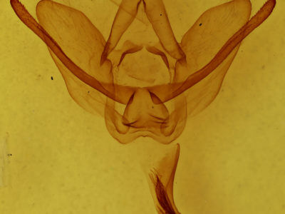 genitalia view of adult Hapigiodes frederica
