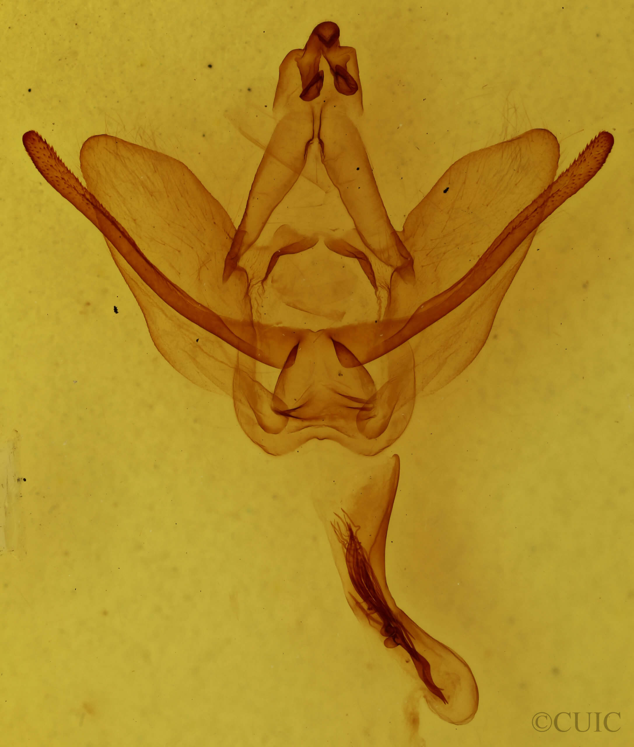 genitalia view of adult Hapigiodes frederica
