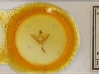 slide view of adult Hapigiodes frederica