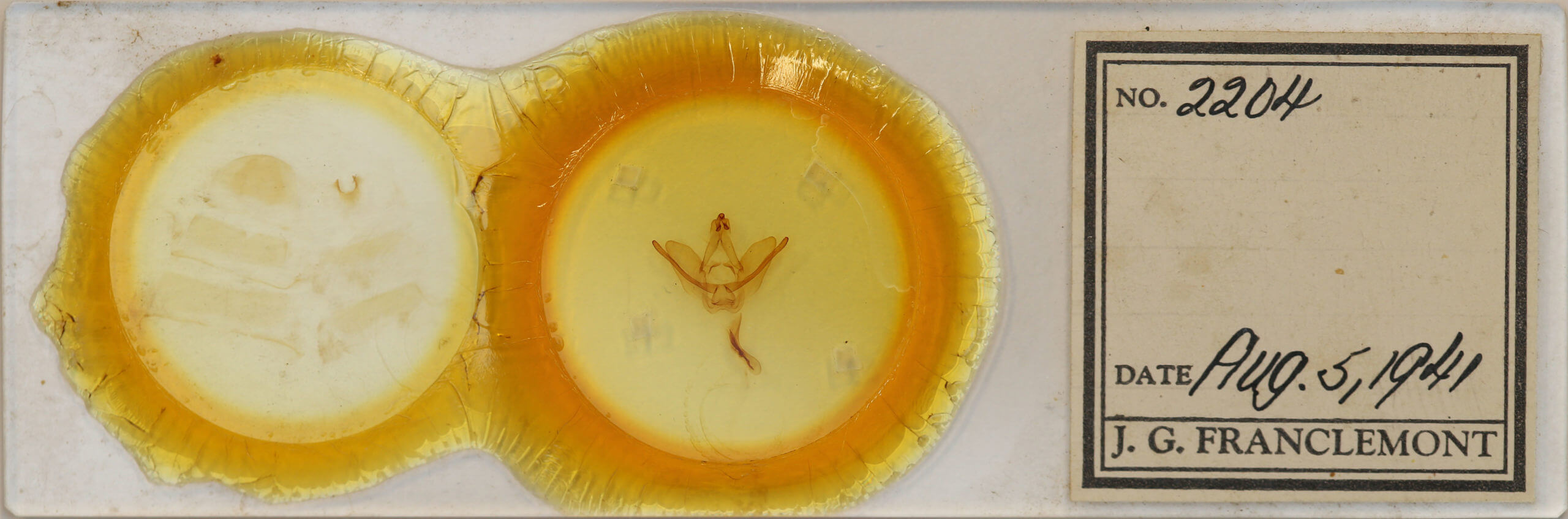 slide view of adult Hapigiodes frederica