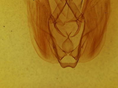 genitalia view of adult Rhapigia rotundata