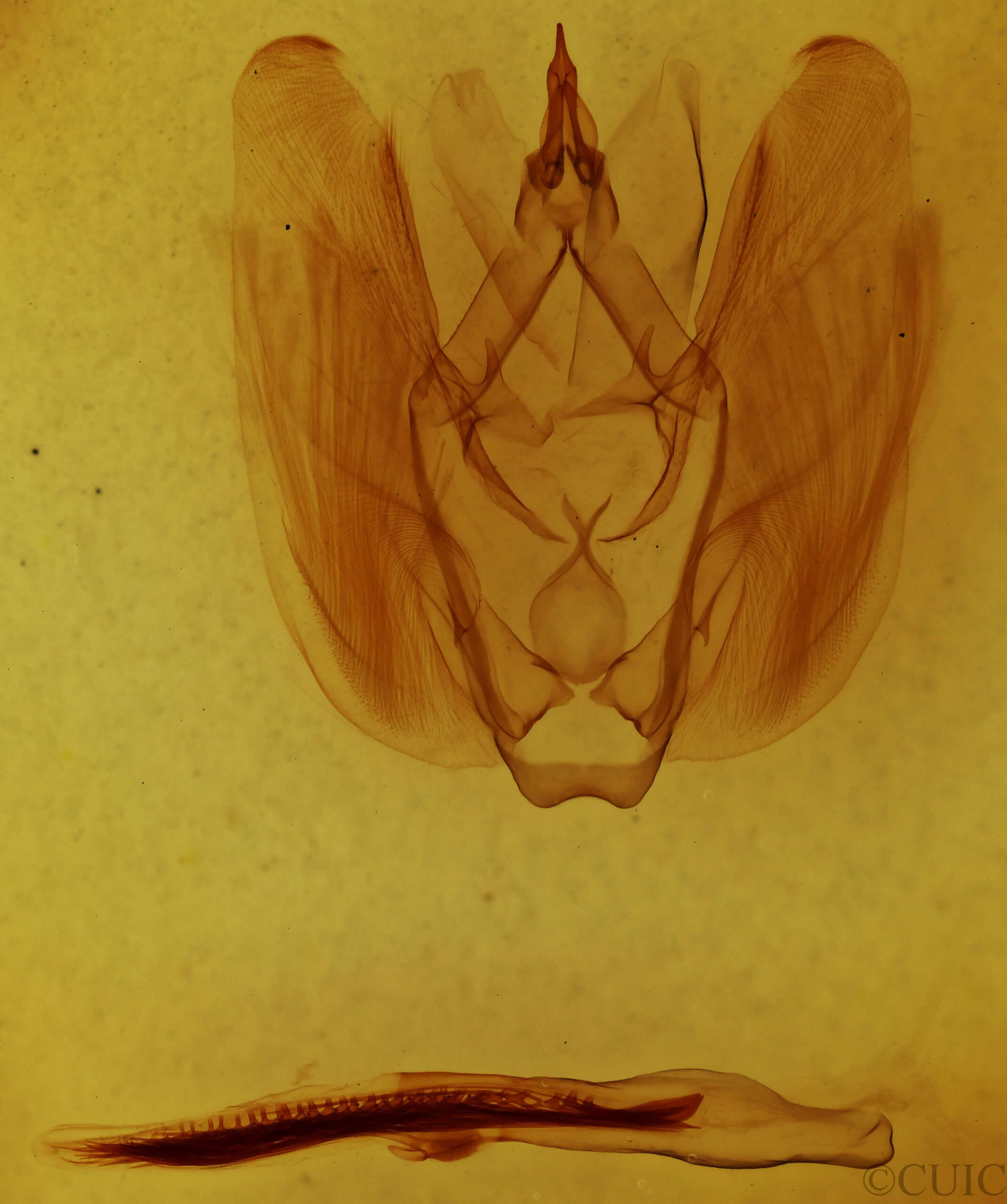 genitalia view of adult Rhapigia rotundata