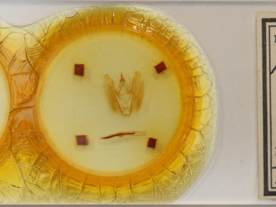 slide view of adult Rhapigia rotundata