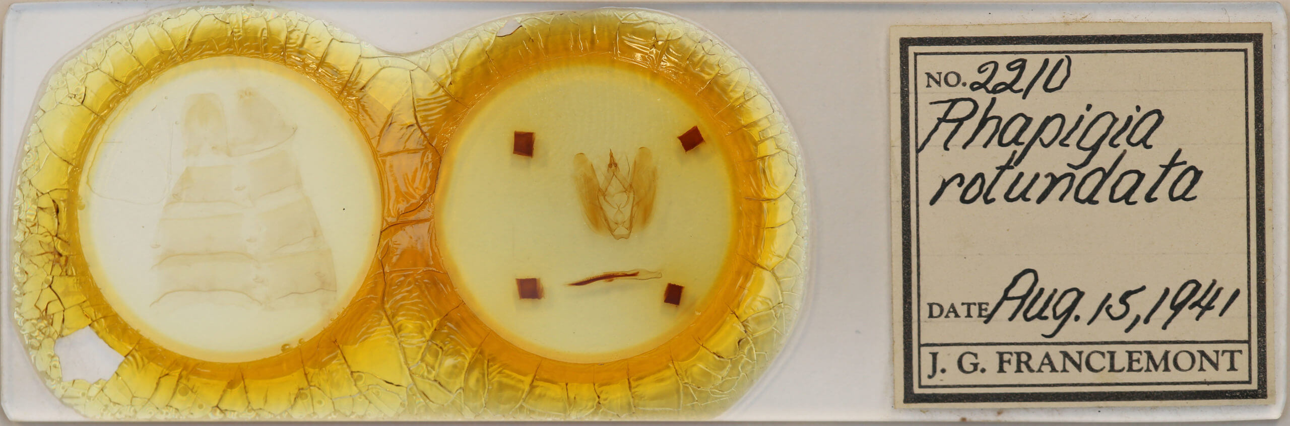 slide view of adult Rhapigia rotundata