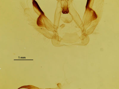 genitalia view of adult Rosema