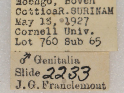 label view of adult Rosema