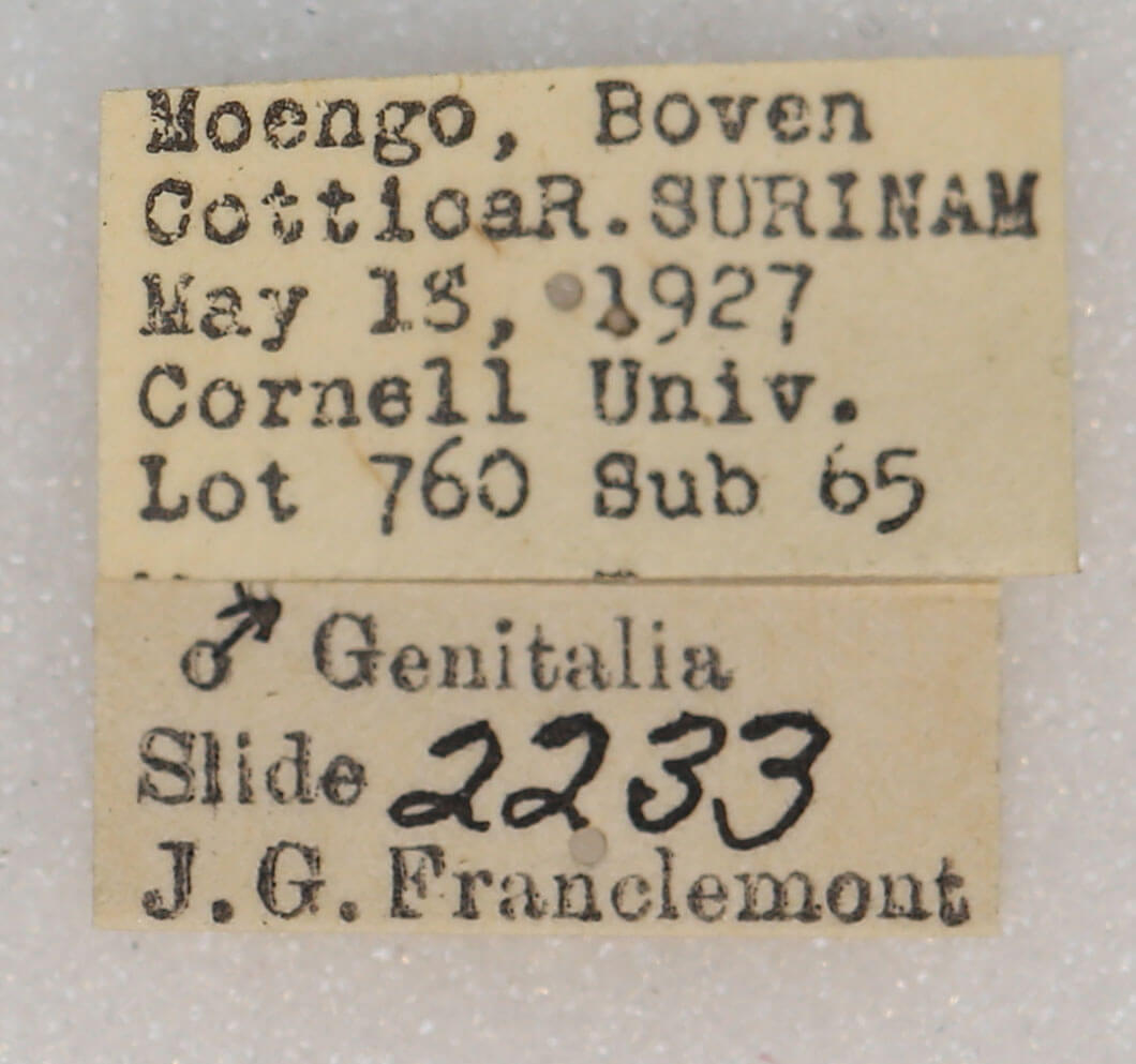 label view of adult Rosema