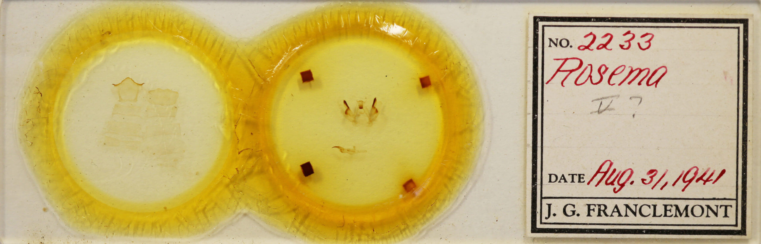 slide view of adult Rosema