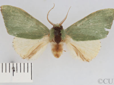 dorsal view of adult Rosema