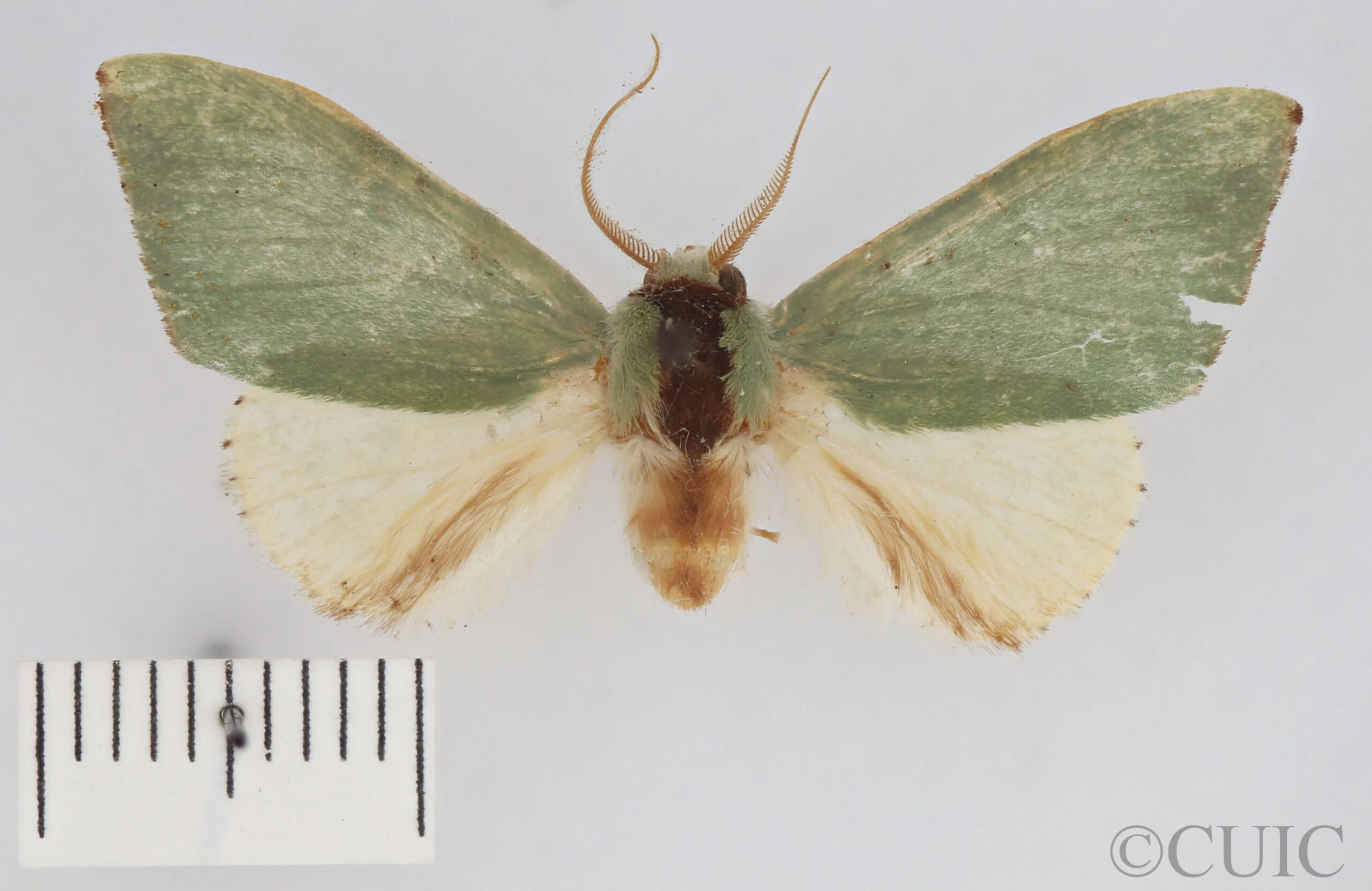 dorsal view of adult Rosema