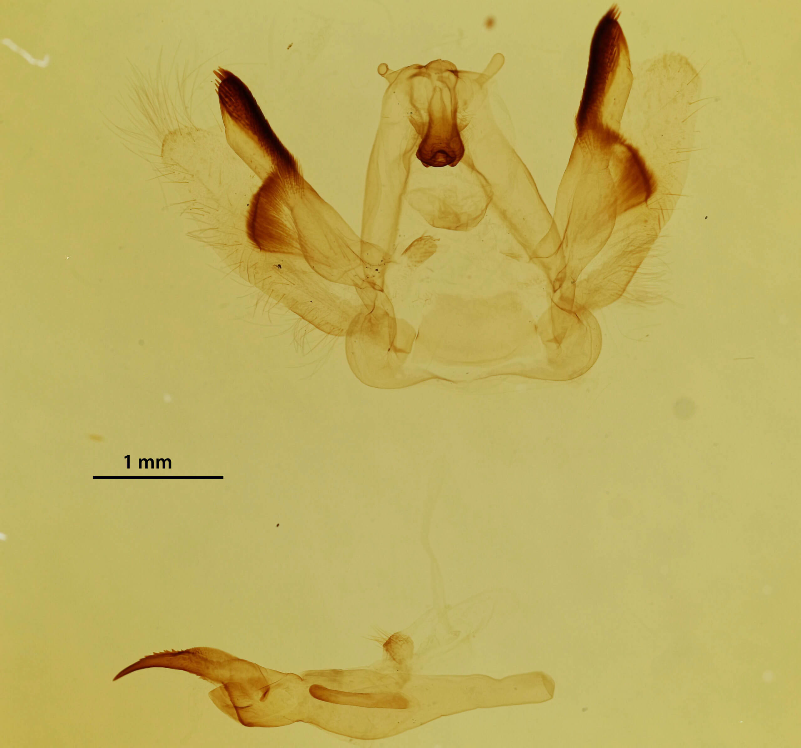 genitalia view of adult Rosema